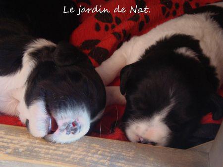 chiot_15_jours__5_