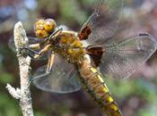 Insectes dans jardin