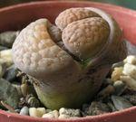 Les Lithops ou plantes-cailloux
