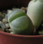 Les Lithops ou plantes-cailloux