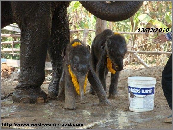Thaïlande région de Surin naissance de jumeaux éléphants