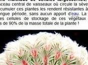 plantes succulentes cactus