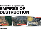 Déforestation Indonésie fausses promesses Sinar