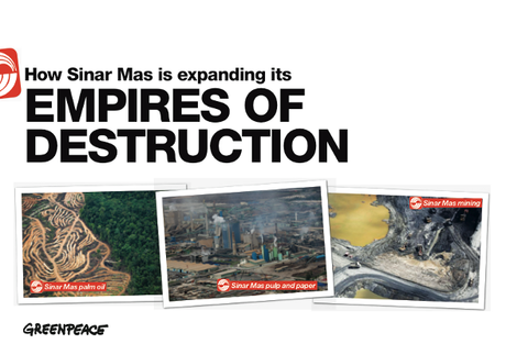 Déforestation en Indonésie : les fausses promesses de Sinar Mas