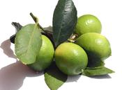 Citron vert lime (Utilisation