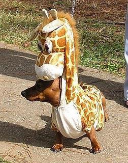 Méfiez-vous (des zimitations)