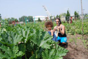 Jardin communautaire Mercier - Hochelaga-Maisonneuve