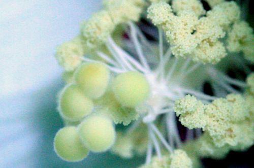 hibiscus para détail veneux 29 juil 2010 008.jpg