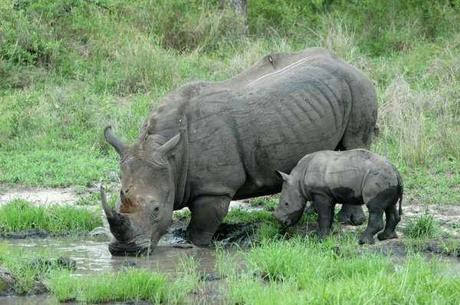 empoisonner les cornes des rhinos suffirat'il pour les sauver ?