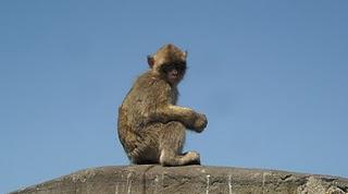 Certains habitants de Gibraltar