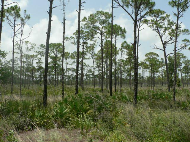 Jonathan Dickinson State Park, FL