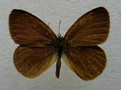 manière douce pour déplacer l'habitat d'un papillon