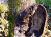 Sonos//faire sites auriculaires