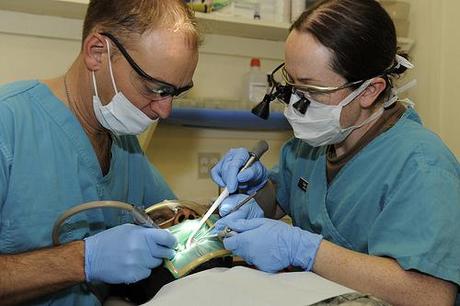 cher dentiste 3629647617_b8463e4142.jpg