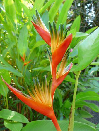 Chapitre 5 : sur les traces de Tahiri Vahiné P1050336