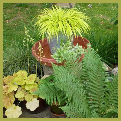 Le coin des oiseaux...