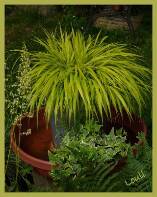 Le coin des oiseaux...