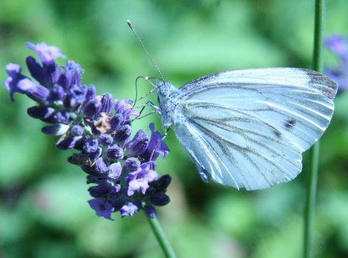 pieris lavande romi 30 juil 2010 025.jpg
