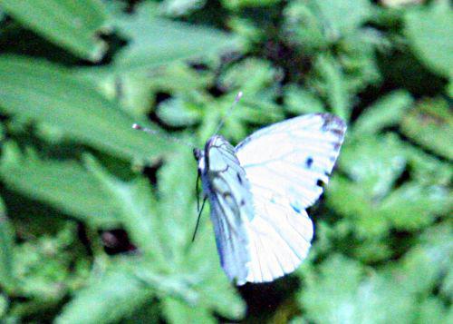 pieris en vol romi 30 juil 2010 pp 007.jpg