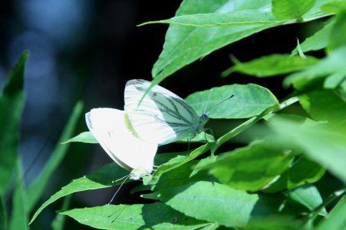 pieris romi 30 juil 2010 123.jpg