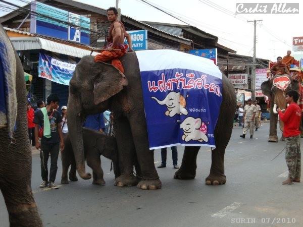JUMEAUX ELEPHANTS EN THAILANDE