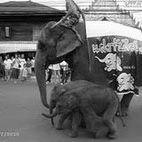 JUMEAUX ELEPHANTS EN THAILANDE