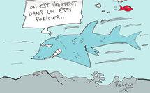 Le requin guitare fait du bruit