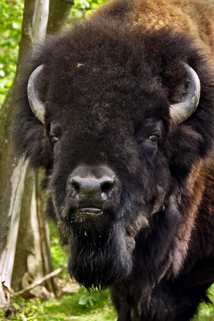 Bison d'Amérique - Parc animalier de Thoiry (081).jpg