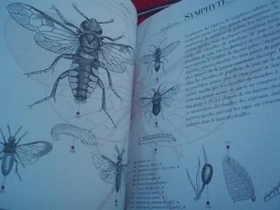 Chasseur d'insectes et identification