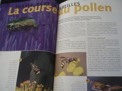 Chasseur d'insectes et identification