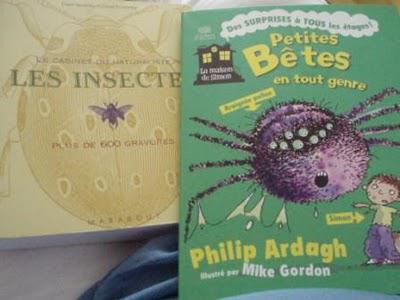 Chasseur d'insectes et identification