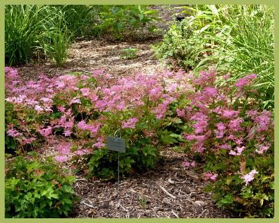 Les jardins suspendus (1)