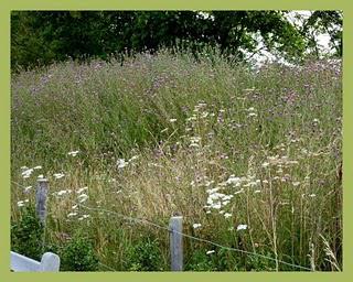 Les jardins suspendus (1)