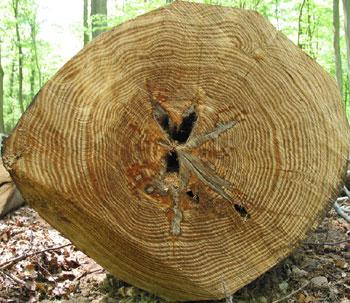 Les enfants comptent (Katell Antoine)