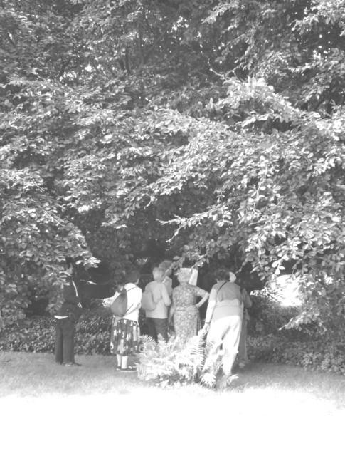 Les découvertes du samedi: un Hêtre remarquable.