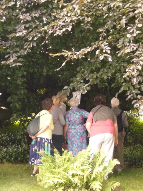 Les découvertes du samedi: un Hêtre remarquable.