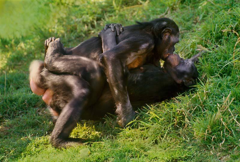 Les bonobos ont des comportements très proches de ceux des humains.