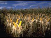 Sans faire bruit, France autorise culture deux variétés maïs
