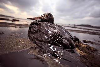 La marée noire :le terrorisme écologique