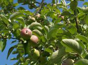 Marché potiers Haut Richelieu