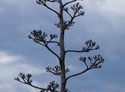 Bifurcations naturelles