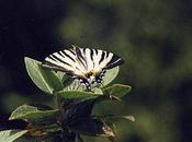 Parole d'enfant "Qui papillon fée...?"