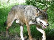 Autorisation tuer loup sévit dans notre région