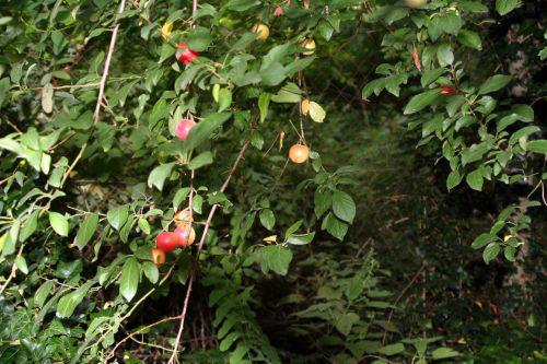 myrobolan veneux 3 aoûi 2010 014.jpg