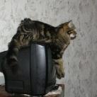 thumbs animaux droles 1036 Animaux drôles du Jour (79 photos)