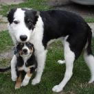 thumbs animaux droles 1035 Animaux drôles du Jour (79 photos)