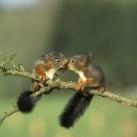 thumbs animaux droles 1002 Animaux drôles du Jour (79 photos)