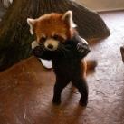 thumbs animaux droles 2010 Animaux drôles du Jour (79 photos)