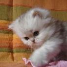 thumbs animaux droles 2011 Animaux drôles du Jour (79 photos)