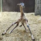 thumbs animaux droles 1024 Animaux drôles du Jour (79 photos)